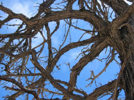 coastal pine  tree  branches  sky  weathered  background  coastal