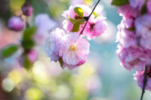 pink  blossoms  bloom  flower  tree  branch  nature