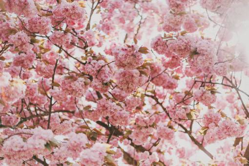 alone pink  blossoms  flowers  trees  branches  beauty  nature
