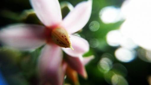 pink  flower  bloom  blossom  petal  plant  nature