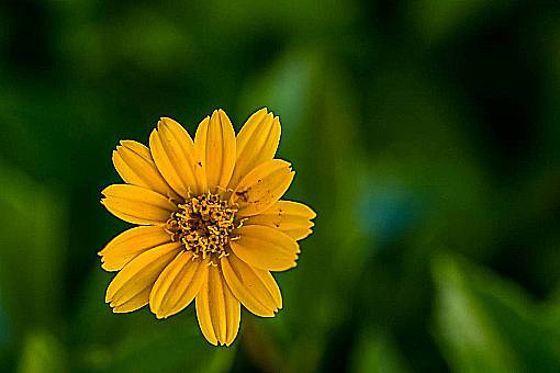 plants  flower  sunflower  bokeh  blur  decor  display