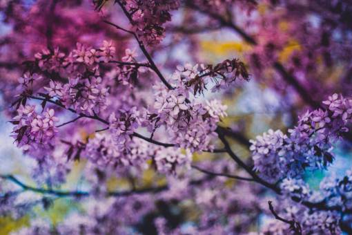 purple  blossoms  flowers  trees  leaves  branches  nature