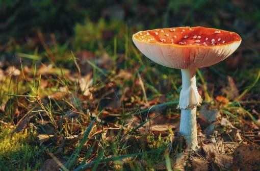 mushroom red  mushroom  garden  close-up  fungi  fungus  yard