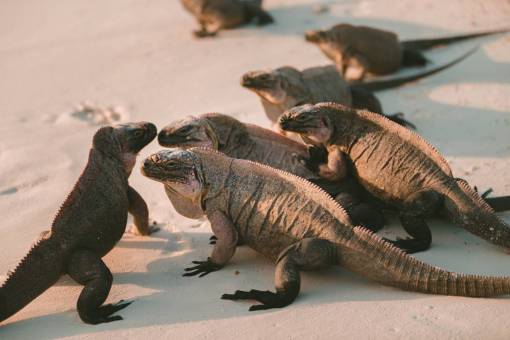 lizard reptile  sand  beach  lizard
