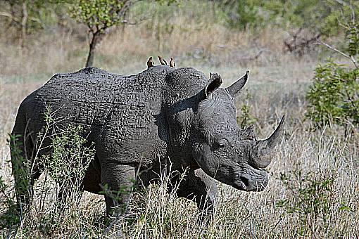 horn-of-africa rhinoceros  animal  wildlife  nature  landscape  green  grass
