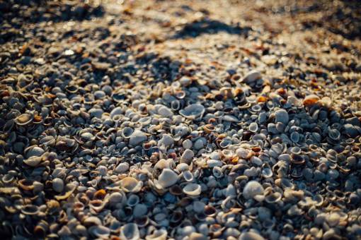 conchas de mar playa arena rocas guijarro sol verano