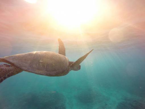 tortuga marina reptil animal acuático agua océano