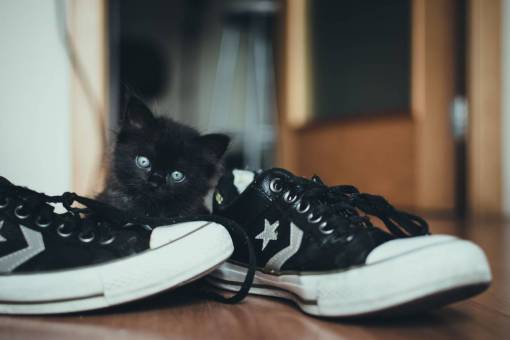 shoes  sneakers  converse  shoelace  cat  black  star