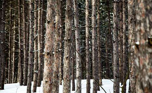 snow  winter  trees  plants  branch  woods  outdoor