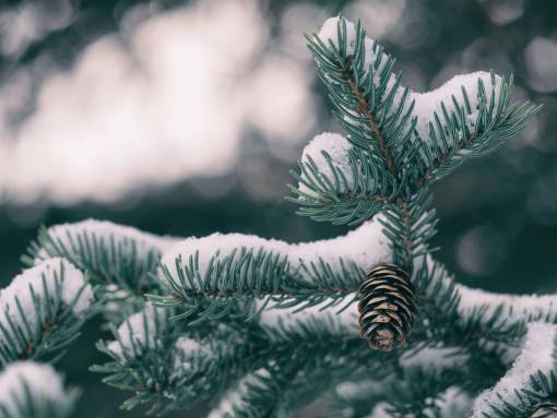 abeto abeto nieve invierno hojas bokeh desenfoque planta