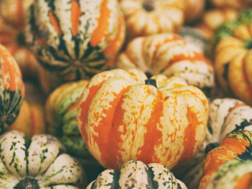 squash squash  vegetable  orange  pumpkin  halooween
