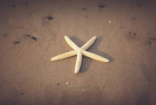 starfish starfish  beach  sand  summer  shore
