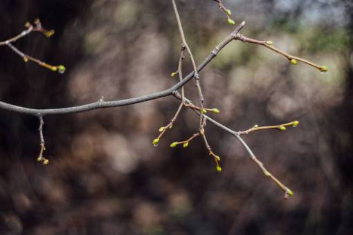 stem  plant  nature  bokeh  blur  leaves  autumn
