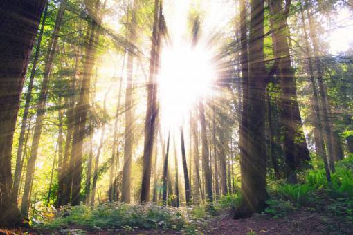 rayo de sol rayos de sol la luz del sol árboles bosque bosques naturaleza
