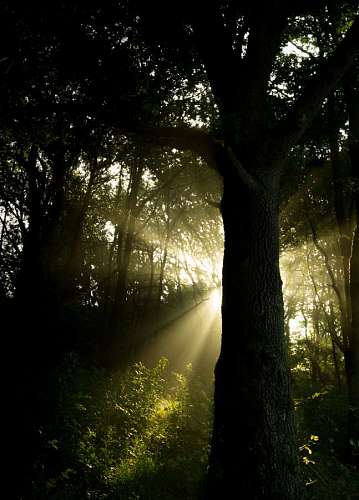 sunbeam sunbeams  forest  woods  nature  trees
