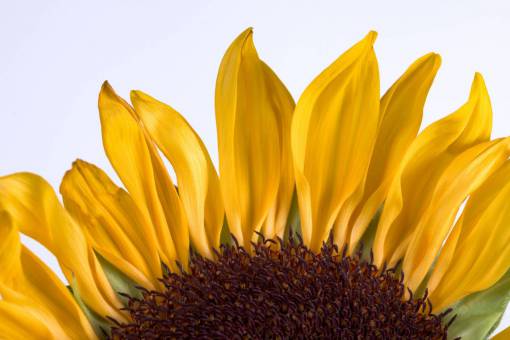 sunflower-sunset sunflower  petals  macro  closeup  flower  yellow  botanical