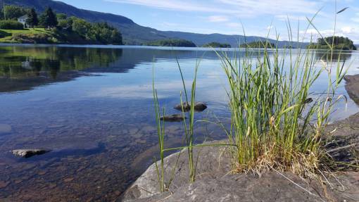 sunny  day  river  lake  water  grass  trees