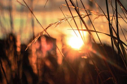 puesta de sol anochecer plantas cultivos agricultura campo rural