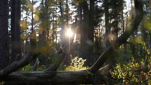 sunbeam sunset  forest  trees  leaves  nature  dusk  sunbeam