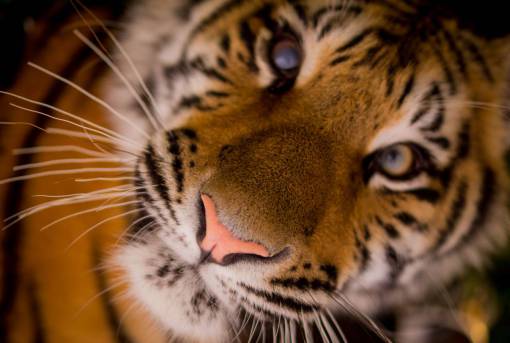 nariz tigre animal bigotes nariz ojos