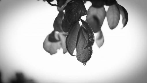 hoja en blanco Hoja de lluvia de árbol en blanco y negro