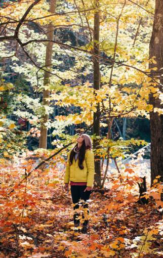 árboles planta bosque amanecer luz del sol naturaleza otoño
