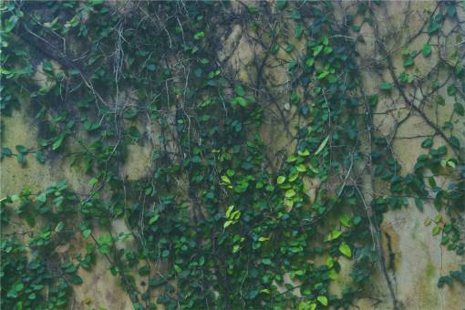 vines  green  leaves  wall

