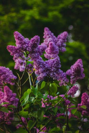 violet  purple  flower  petal  bloom  nature  plant