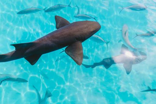 bajo agua océano peces bajo el agua acuario de aleta azul