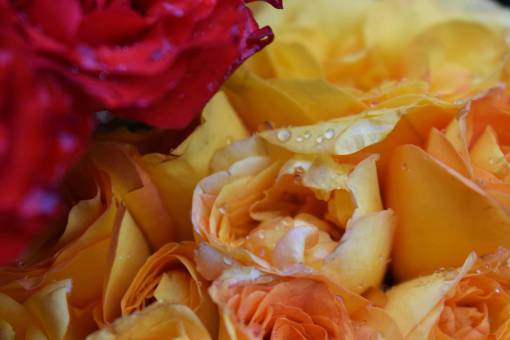 vegetacion flores mojadas cerrar jardín rojo amarillo fresco