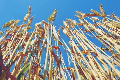 wheat  plants  agriculture  farm  blue  sky  sunshine