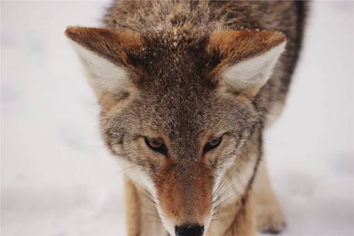 wolf wolf  animal  whiskers  wild
