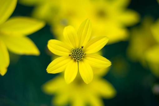 yellow  flower  nature  garden  spring  leaves  organic