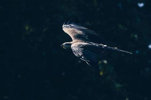 aves animal pájaro águila fauna al aire libre mascota bokeh
