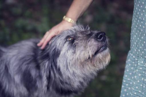 owner animals  dogs  domesticated  pets  adorable  cute  muzzle