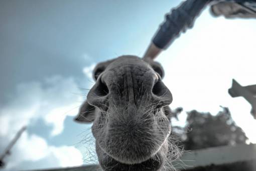 whiskers animals  mammals  camel  snout  whiskers  nose  cute