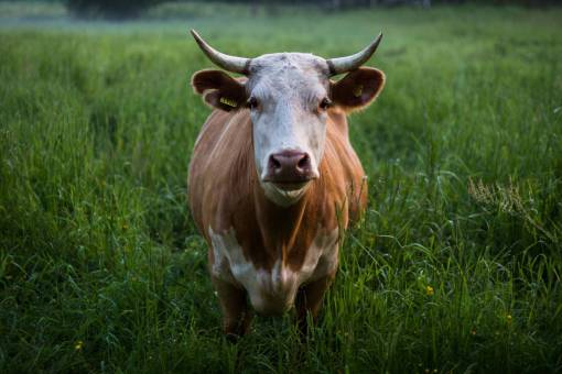 grassland animals  mammals  cattle  cow  horns  graze  grasslands