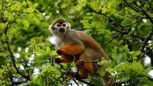 monk animals  mammals  monkeys  perched  trees  leaves  branches