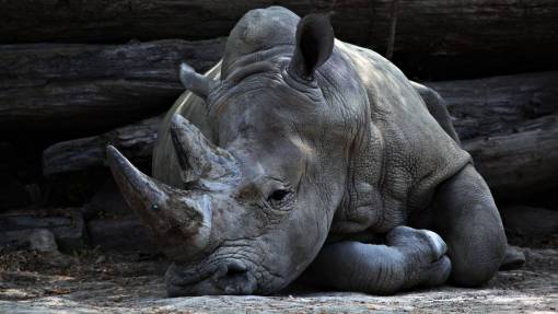 trunk animals  mammals  rhinoceros  rhino  rest  lie  lay