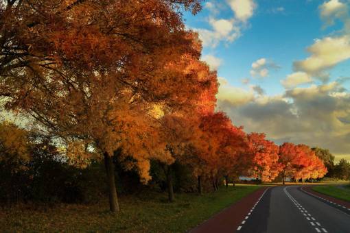 auto colorido otoño otoño árboles hojas colores camino cielo