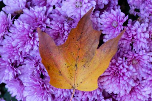 superior follaje de otoño hoja naturaleza al aire libre temporada de otoño