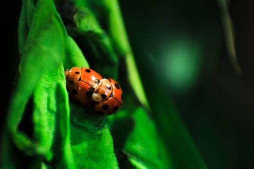 beetle beetle  bug  insect  outdoor  green  leaf  nature