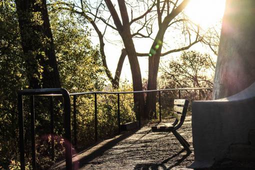 banco banco luz del sol día soleado árboles planta naturaleza