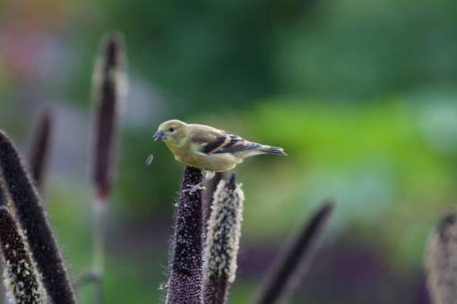 finca pájaro encaramado colorido animal plumas fauna silvestre naturaleza