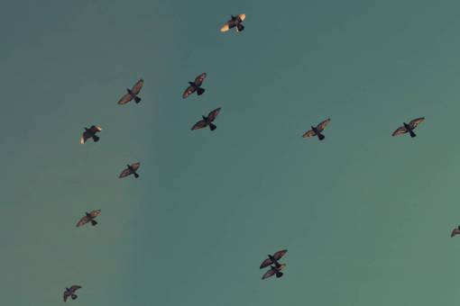 volador pájaros volando cielo migrar animales