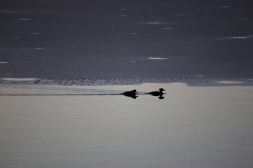 congelado aves nadando invierno agua helada lago naturaleza