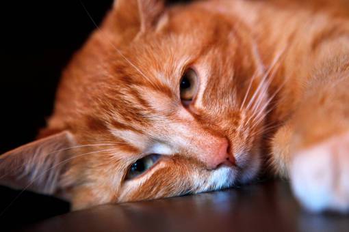 kitten cat  animal  kitten  cute  floor  eyes  sleepy