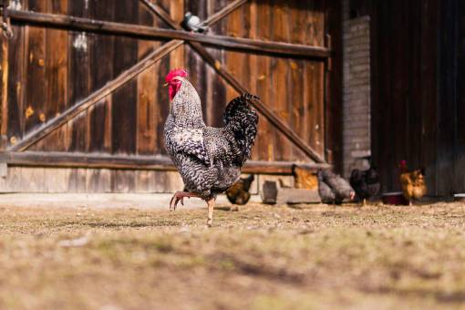 aves pollo gallina animal hierba granja avícola madera