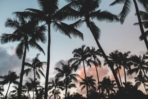 coconut coconut  palm  tree  nature  plant  sunset  silhouette