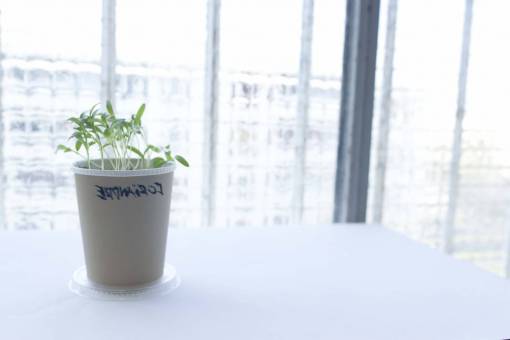 cilantro coriander  herb  plant  pot  kitchen  window  day